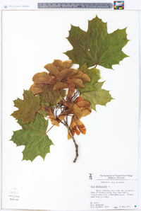 Acer platanoides image