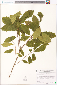 Quercus prinoides image