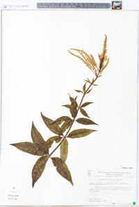 Veronicastrum virginicum image