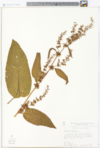 Rumex obtusifolius image