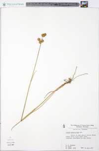 Juncus scirpoides image