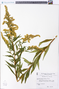 Solidago patula image