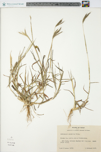 Dichanthium annulatum image