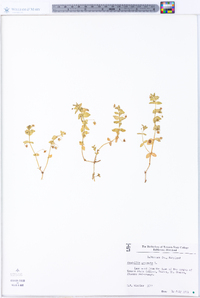 Lysimachia arvensis image