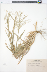 Leptochloa panicea image