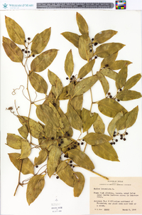 Smilax lanceolata image