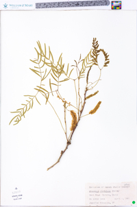 Prosopis glandulosa image