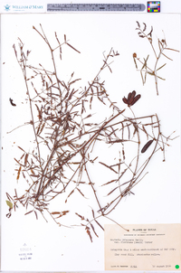 Neptunia pubescens var. floridana image