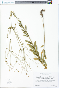 Euphorbia corollata var. angustifolia image