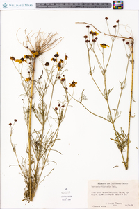 Coreopsis tinctoria image