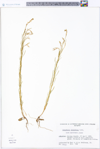 Oenothera linifolia image