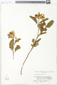 Solanum dimidiatum image