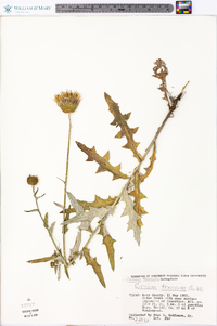 Cirsium texanum image