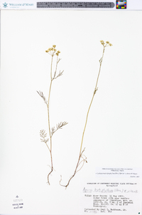 Cyclospermum leptophyllum image