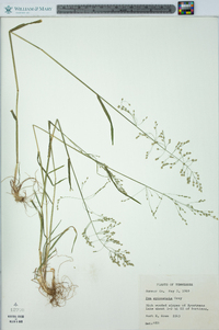 Poa sylvestris image