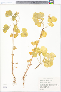 Oxalis grandis image