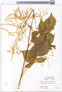 Aruncus dioicus image