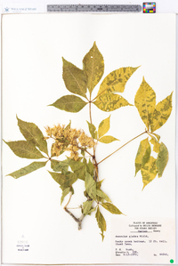 Aesculus glabra image