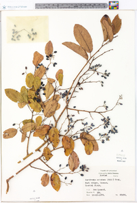 Berchemia scandens image