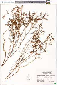 Lotus unifoliolatus var. unifoliolatus image