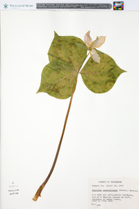 Trillium grandiflorum image