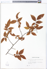 Ulmus alata image