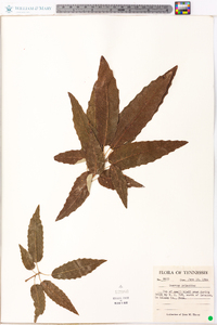 Quercus prinoides image