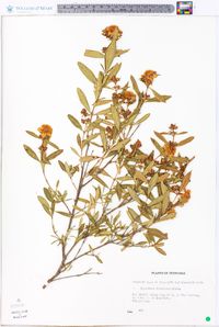 Hypericum frondosum image