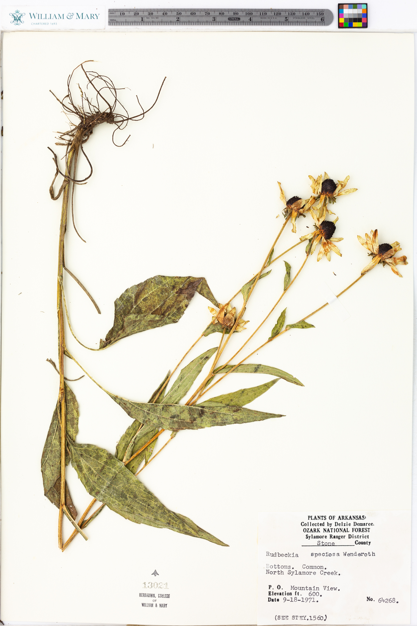 Rudbeckia fulgida var. speciosa image