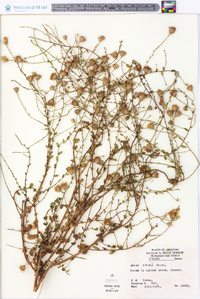 Symphyotrichum patens image