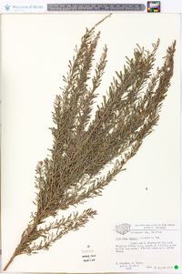 Lespedeza cuneata image