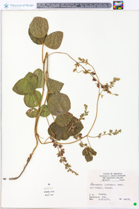 Rhynchosia latifolia image