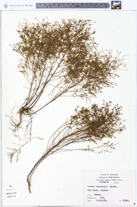 Lechea tenuifolia image