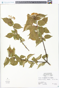 Cornus drummondii image