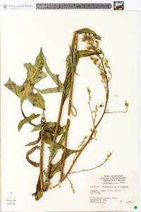 Lactuca floridana image