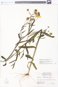 Helenium flexuosum image