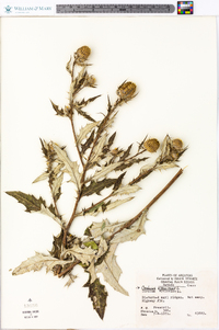 Cirsium altissimum image