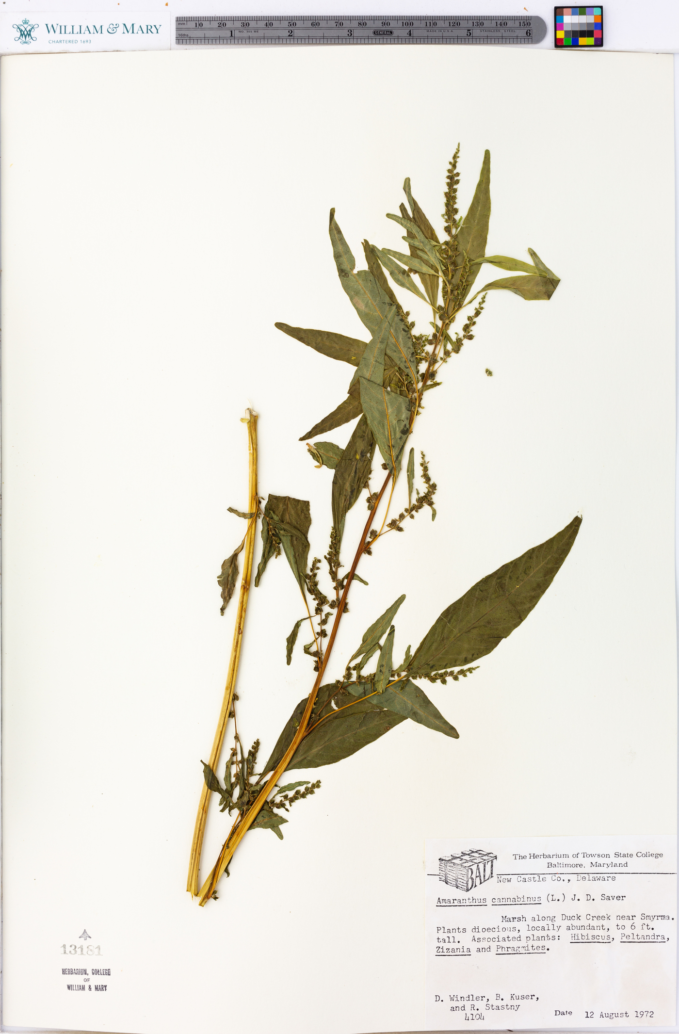 Amaranthus cannabinus image