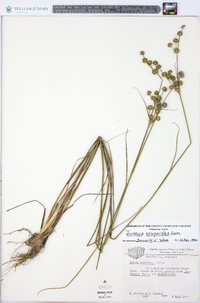 Juncus scirpoides image