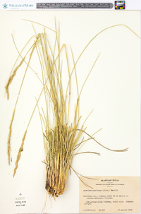 Spartina spartinae image