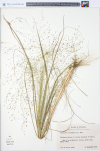 Eragrostis capillaris image