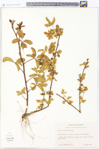 Rubus trivialis image