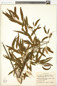 Salix nigra var. lindheimeri image