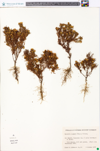 Dyssodia papposa image