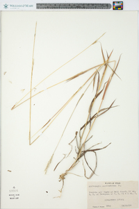 Bothriochloa saccharoides image