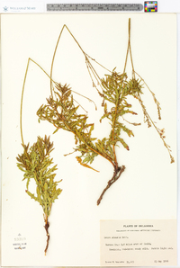 Oenothera sinuosa image