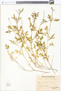 Rorippa sylvestris image