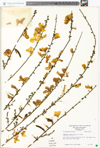 Cytisus scoparius image