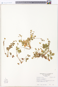 Potentilla canadensis image