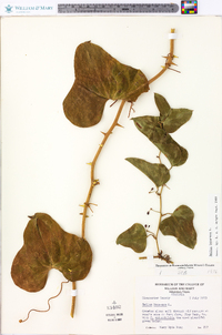 Smilax bona-nox image